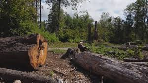 How Our Tree Care Process Works  in  Prattville, AL