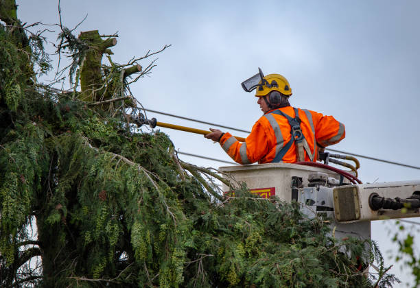 Reliable Prattville, AL Tree Care Solutions